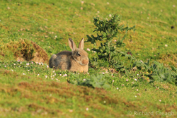 Rabbit Relaxing