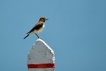 Pied Wheatear