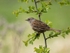 Dunnock
