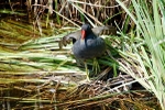 Moorhen
