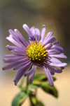 Flowers Set 10 - 01