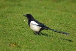 Magpie