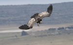 Andean Condor
