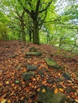 Wilsons Woods