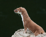 Captured Wild life/Domestic/ livestock Animals portfolio