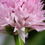Widder's Vanilla orchid (Nigritella widderi syn Gymnadenia widderi)