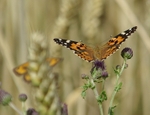 Painted Lady Butterfly  (8)