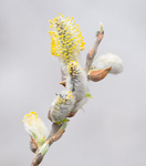 PUSSY WILLOW - NORFOLK COUNTY