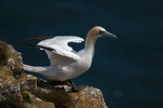 Gannet