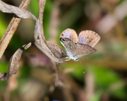 AnimalsCreatures _0039