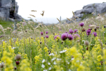 Red Clover & Ladies Bedstraw