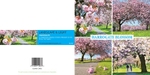 Ref 195 Harrogate Blossom
