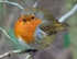 Very Tame Robin II , Hanningfield