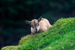 Turkmenian Markhor Goats, Screw-horn Goats - DSC_6724