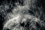 Leopard Samburu