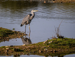 Grey Heron