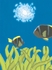 Peixes palhaços / Clownfish