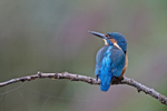 Kingfisher - Alcedo atthis