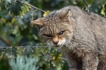 Scottish Wildcat