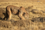 Female Puma creeps forward slowly, Torres del Paine, Chile