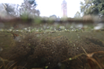 Upper pond at Brandon Hill underwater photograph