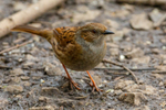 Hedge sparrow  prunella modularis-4985