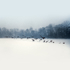 snow ducks
