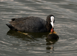 Coot