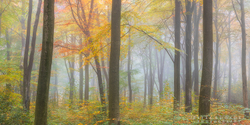 Misty Wood