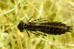 Emperor Dragonfly larva