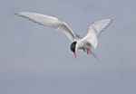 Arctic Tern - Sterna paradisaea