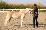 Class 29 IH Veteran Pony portfolio