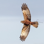 Marsh Harrier (Circus aeruginosus) male with nesting material