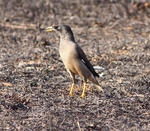 Jungle Myna
