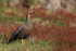 Upland Goose (female), Carcass Island, Falklands