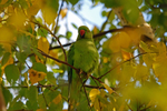 Ring-necked Parakeet