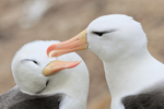 Black-browed Albatrosses allopreening, Falklands