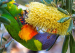 Lorikeet Feeding 9