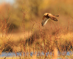 Hen Harrier skirting along the northern lagoon at Otmoor