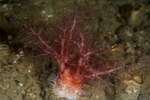 Thyonidium drummondii
