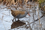 Water Rail