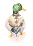 Mallard Duck Limited Edition Print 434