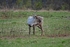 Reindeer