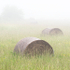 BALES IN MIST, JUNE 2018 - BRUCE PENINSULA