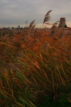 <center>Dutch Reeds</center><br>