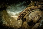 Burmese Python - RLP_4143-2081
