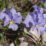 Eugenia's pansy (Viola eugeniae)
