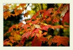 Acer rubrum