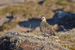 Golden Plover