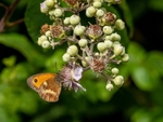 Gatekeeper